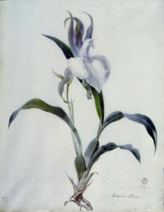 花片
